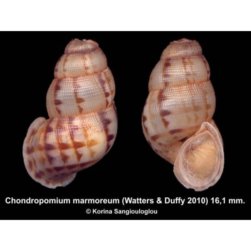 Chondropomium marmoreum Gorgeous Ornamented!