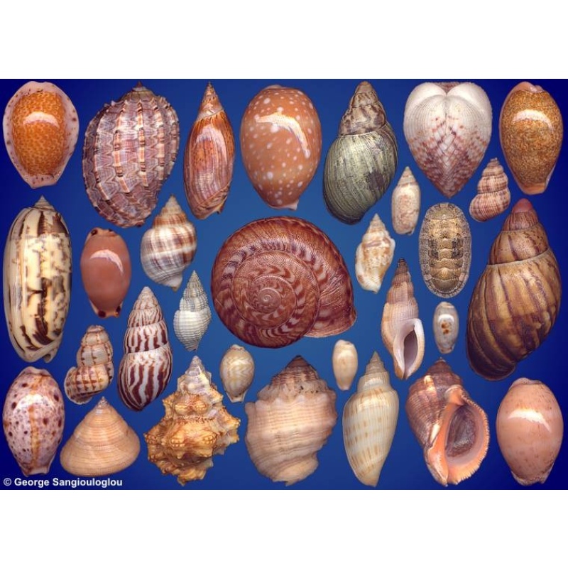 Seashells composition from auction October 2023