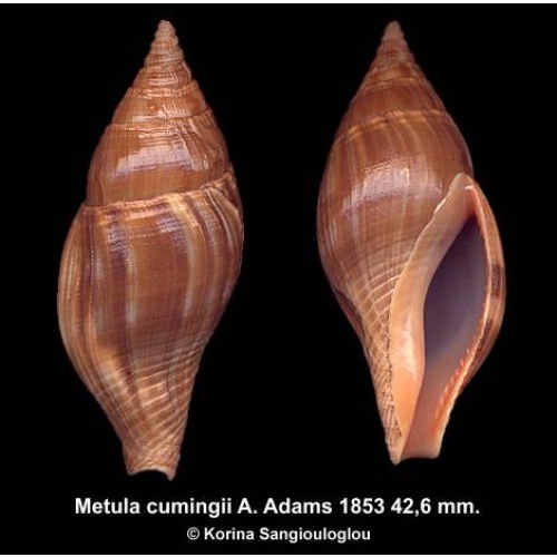 Metula cumingii Gorgeous Large!