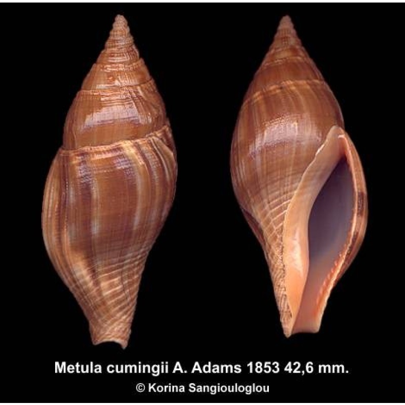 Metula cumingii Gorgeous Large!