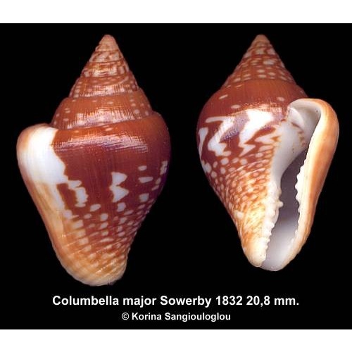 Columbella major Gorgeous!