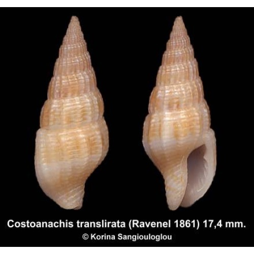 Costoanachis translirata Gorgeous!