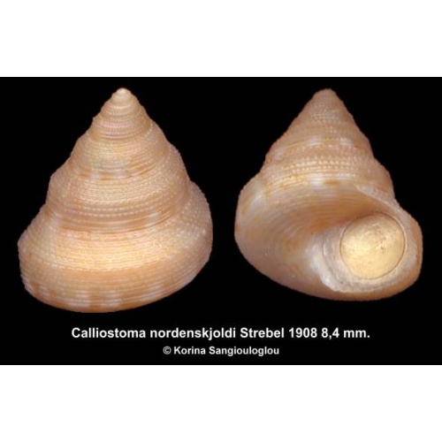 Calliostoma nordenskjoldi Gorgeous Yellow!