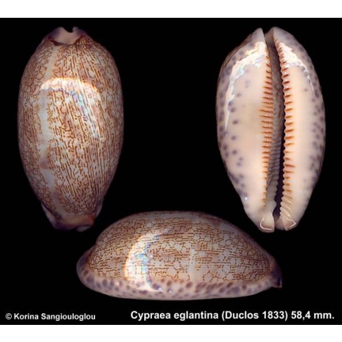 Cypraea eglantina Gorgeous Blue Marginal Spots!