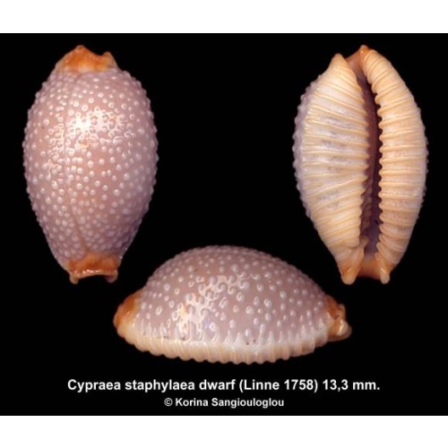 Cypraea staphylaea dwarf Gorgeous Mauve!