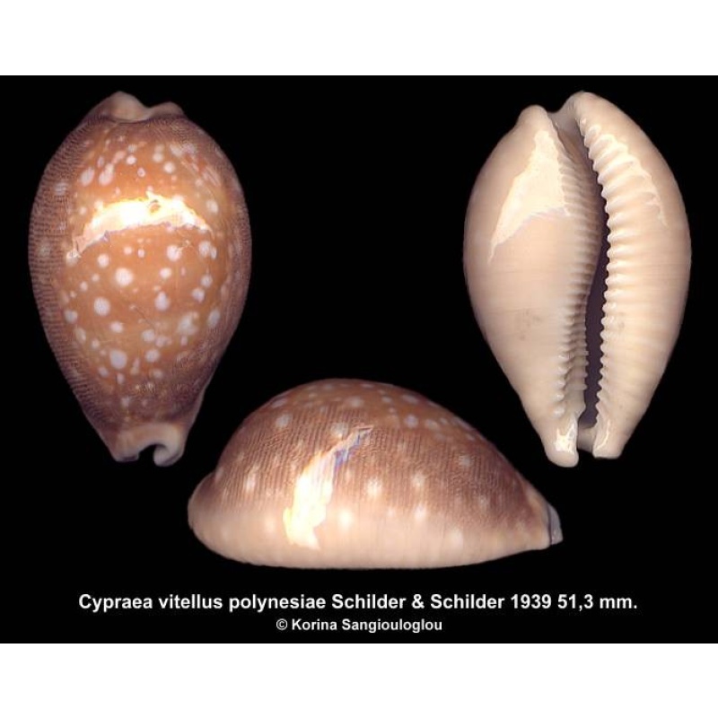 Cypraea vitellus polynesiae Gorgeous Banded Large!