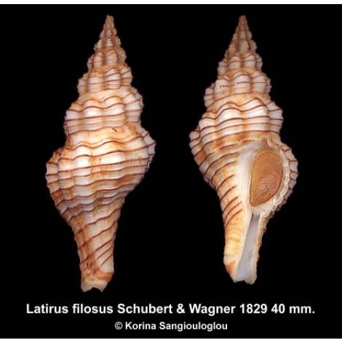 Latirus filosus Gorgeous Superb!