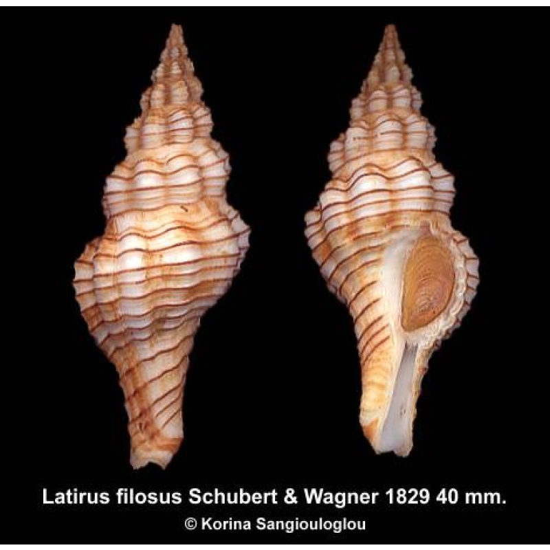 Latirus filosus Gorgeous Superb!