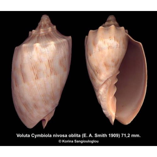 Voluta Cymbiola nivosa oblita Outstanding Unusual Light color!