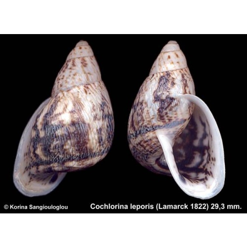 Cochlorina leporis Gorgeous Dark!