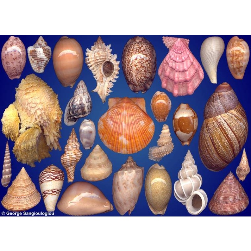 Seashells composition from auction November 2023