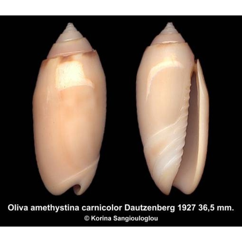 Oliva amethystina carnicolor Outstanding Special Color!