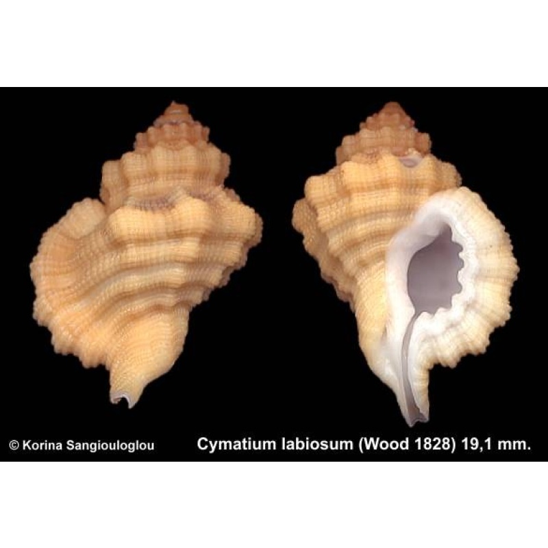 Cymatium labiosum Gorgeous Yellowish/orange!