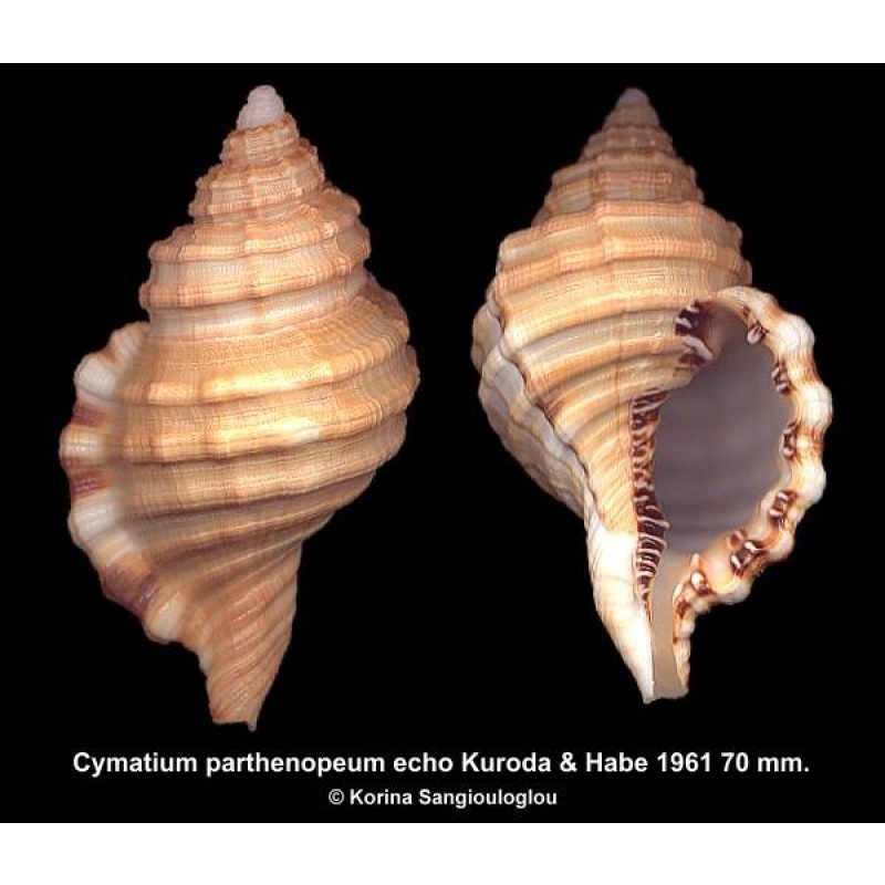 Cymatium parthenopeum echo Gorgeous!