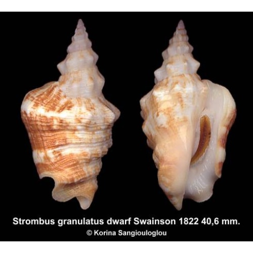 Strombus granulatus dwarf Gorgeous Brown/White Lilliput!