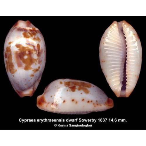 Cypraea erythraeensis dwarf Gorgeous Blue!