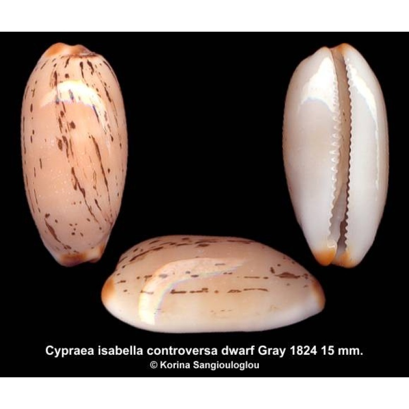 Cypraea isabella controversa dwarf Gorgeous Super Slender Lilliput!