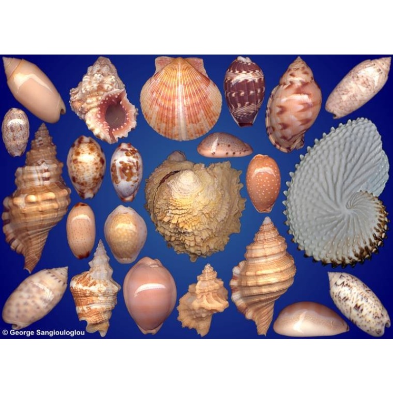 Seashells composition from auction December 2023