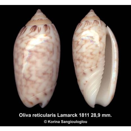 Oliva reticularis Gorgeous Superb!