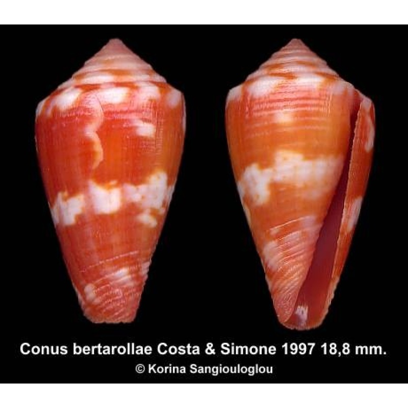 Conus bertarollae Gorgeous Reddish/orange!
