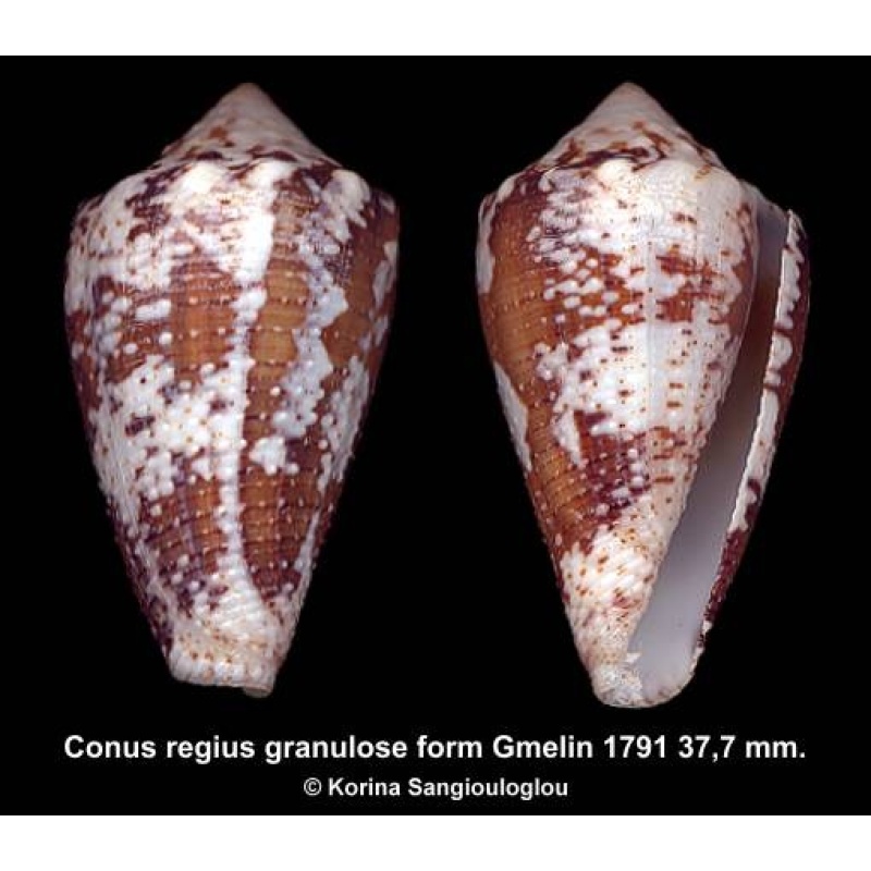 Conus regius granulose form Gorgeous Brown/White!