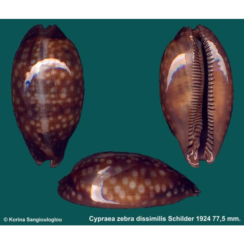 Cypraea zebra dissimilis Gorgeous Dark Superb!