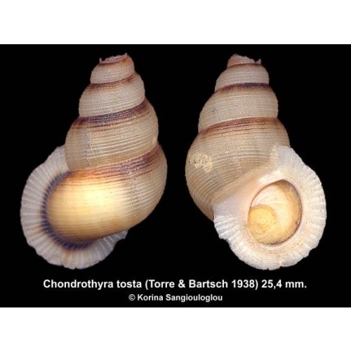 Chondrothyra tosta Gorgeous Rare!