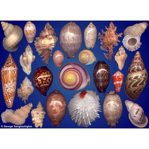 Seashells composition from auction January 2024