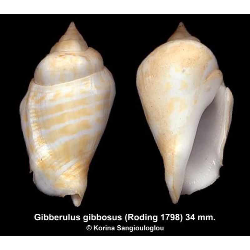 Gibberulus gibbosus Gorgeous Banded!