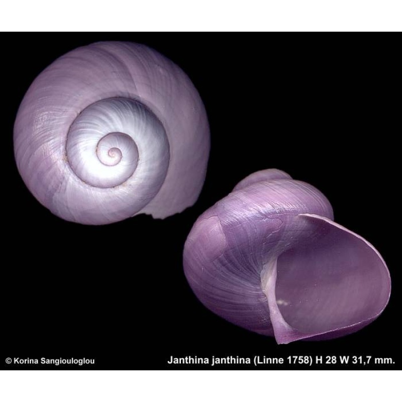 Janthina janthina Outstanding Large!