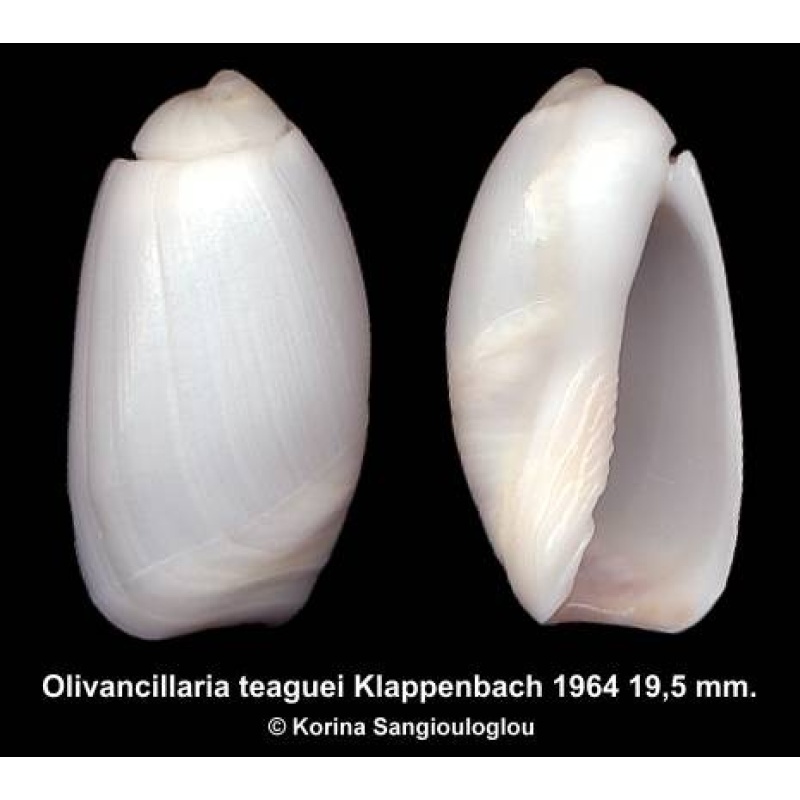 Olivancillaria teaguei Outstanding Rare!