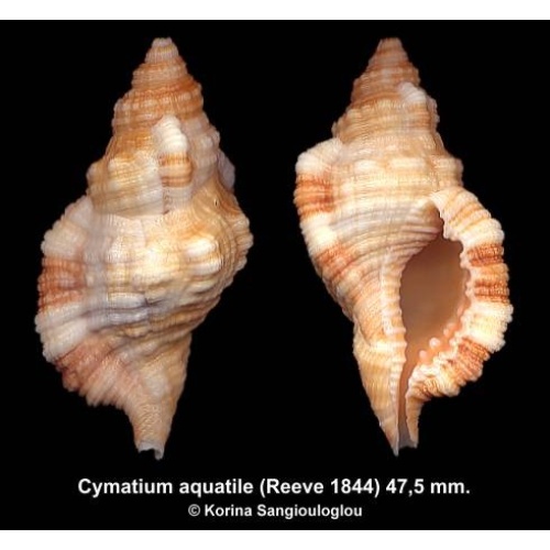 Cymatium aquatile Gorgeous!