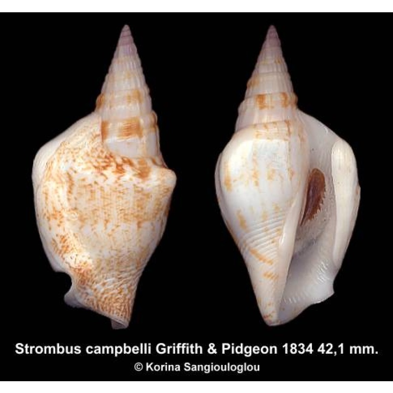 Strombus campbelli Outstanding!