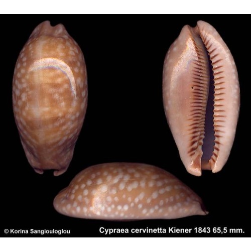 Cypraea cervinetta Gorgeous Southern Range Form!