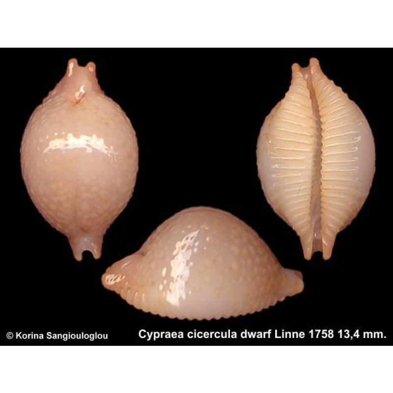 Cypraea cicercula dwarf Outstanding Lilliput!