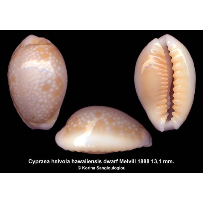 Cypraea helvola hawaiiensis dwarf Gorgeous Lilliput!
