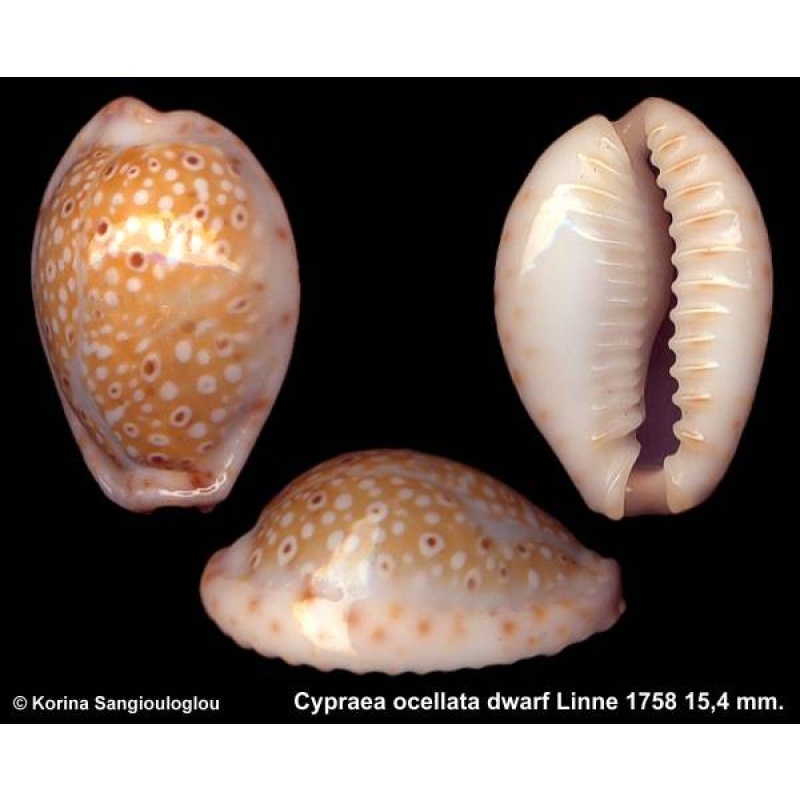 Cypraea ocellata dwarf Gorgeous Exceptional Size!