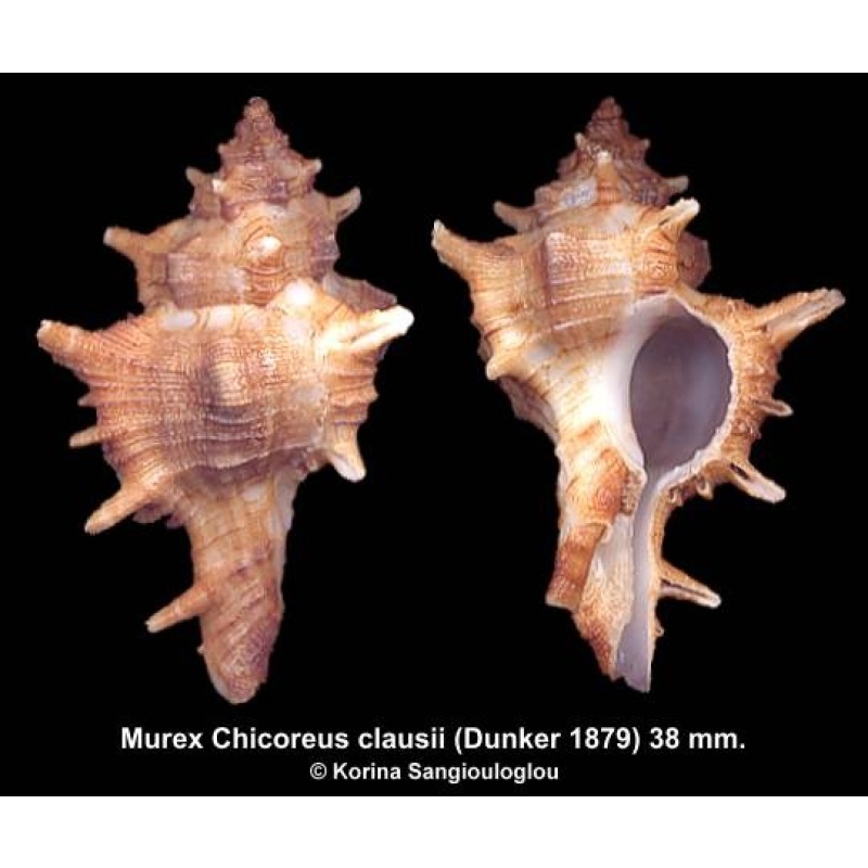 Murex Chicoreus clausii Gorgeous!