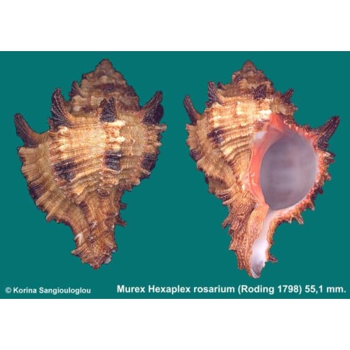 Murex Hexaplex rosarium Gorgeous Spiny!