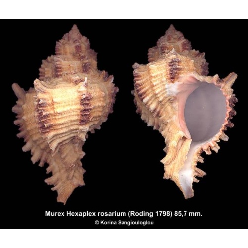 Murex Hexaplex rosarium Gorgeous Yellow!