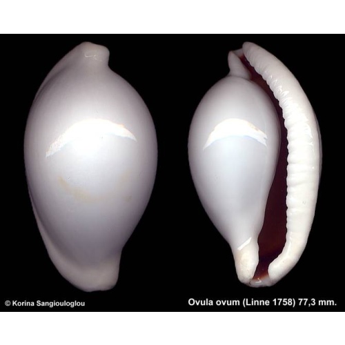 Ovula ovum Outstanding!