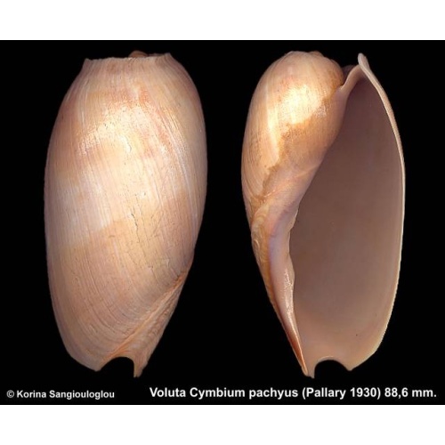 Voluta Cymbium pachyus Outstanding!