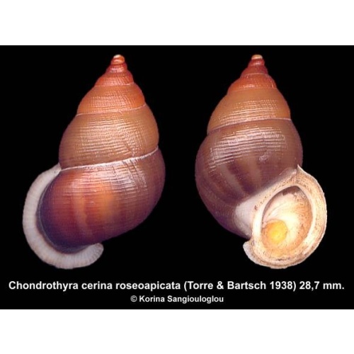 Chondrothyra cerina roseoapicata Gorgeous!