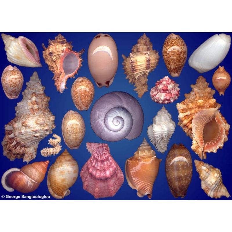 Seashells composition from auction February 2024