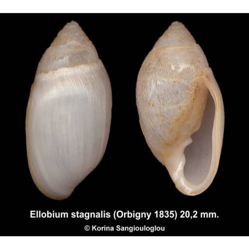 Ellobium stagnalis Outstanding!