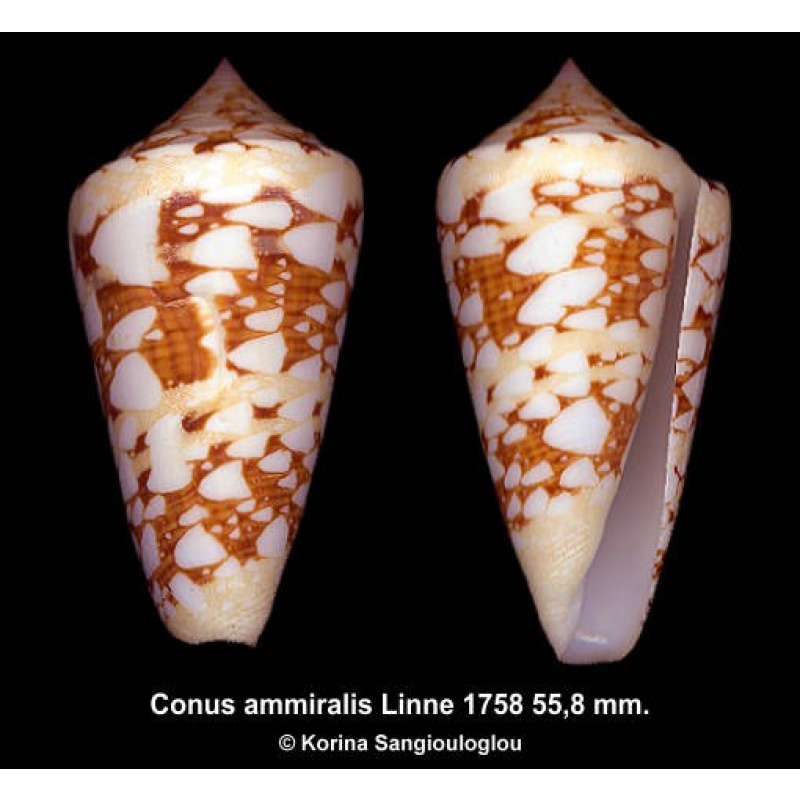 Conus ammiralis Gorgeous Unusual pattern!