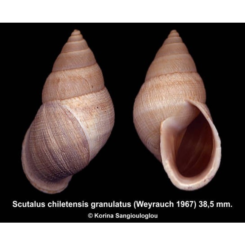 Scutalus chiletensis granulatus Outstanding Large!