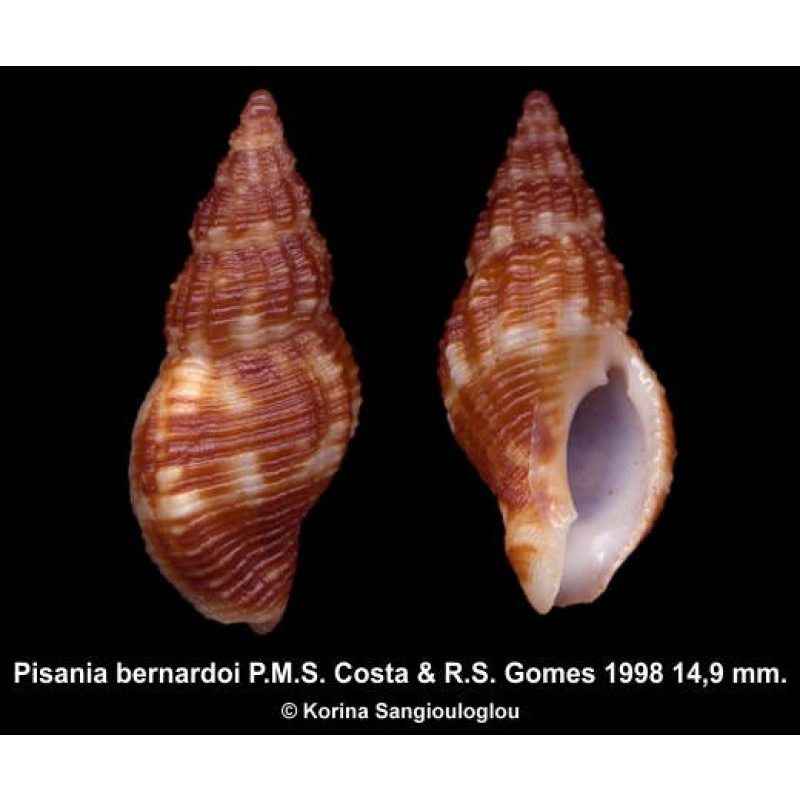 Pisania bernardoi Outstanding!