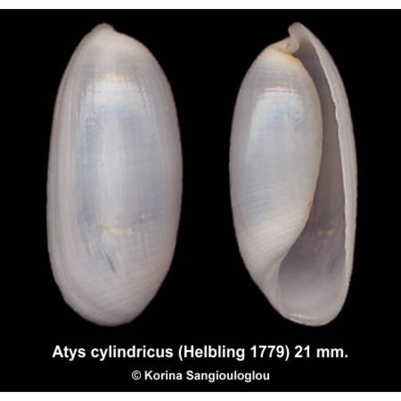 Atys cylindricus Outstanding!