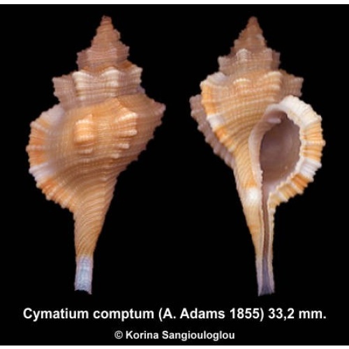 Cymatium comptum Outstanding!